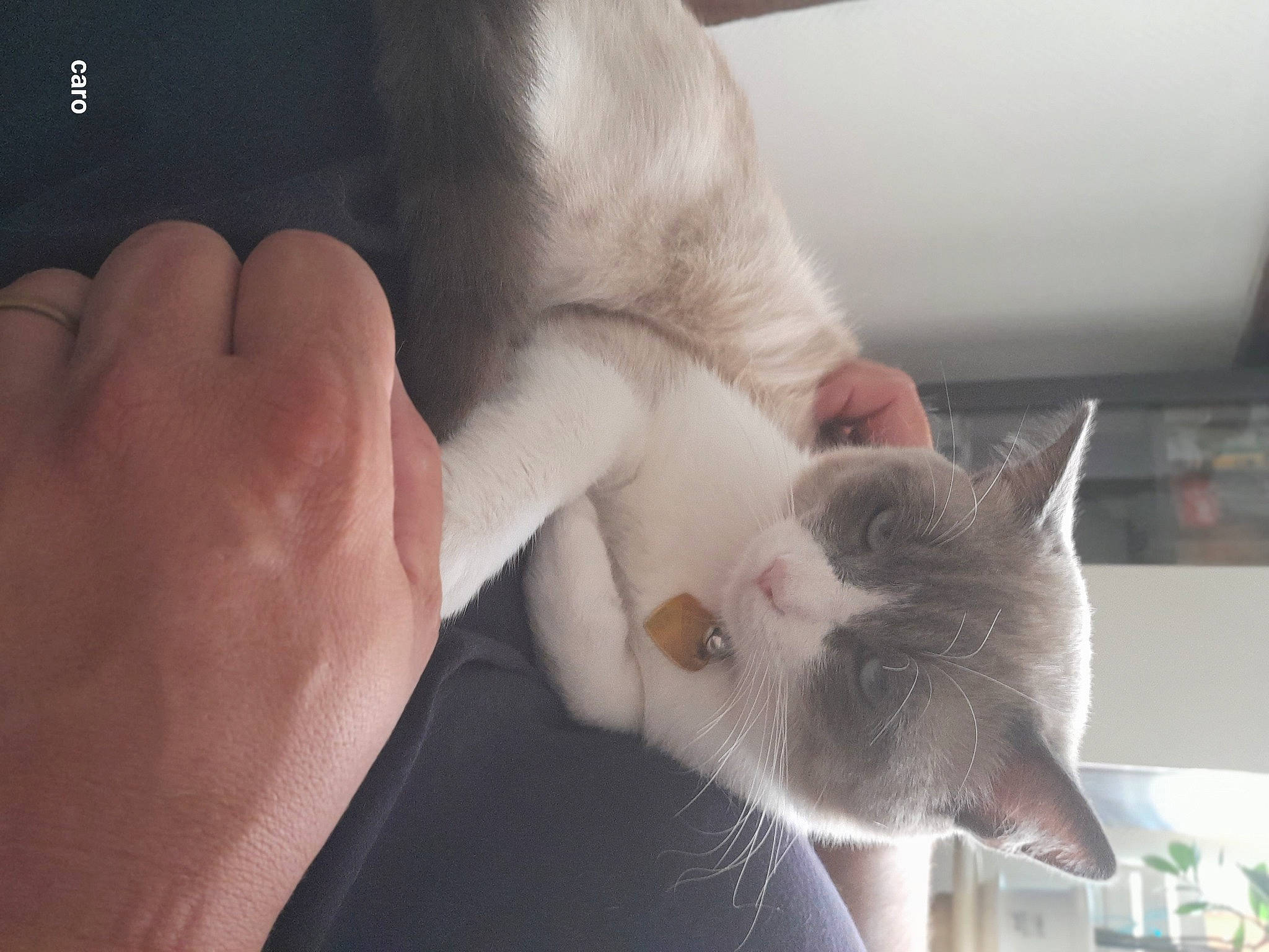 Toutdoux a rejoint le concours — aidez-le/la à gagner de superbes lots ! carnivore, cat, claw, comfort, domestic_short_haired_cat, ear, felidae, finger, fur, gesture, nail, paw, small_to_medium_sized_cats, snout, whiskers, wrist