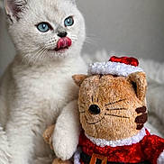 Ayden participe au concours pour gagner de l'argent avec cette photo : kitten, white_cat, blue_eyes, licking, plush_toy, stuffed_animal, santa_outfit, holiday_theme, cozy, soft_texture, cuddling, indoor, close_up, cute, pet, furry, animal, christmas, festive, blanket