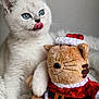 animal, blanket, blue_eyes, christmas, close_up, cozy, cuddling, cute, festive, furry, holiday_theme, indoor, kitten, licking, pet, plush_toy, santa_outfit, soft_texture, stuffed_animal, white_cat