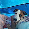Jellybean joined the competition — help win amazing prizes! dog, tent, blanket, plush_toy, pillow, indoor, resting, curious, brown_and_white, soft_lighting, cozy, fabric, cushion, pet, comfort, snuggle, cute, animal, relaxation, playful