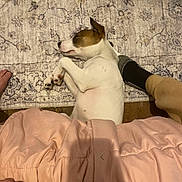 Jellybean is registered to the contest to win money with this photo: dog, sleeping, indoor, rug, patterned_rug, human_feet, blanket, pink_blanket, floor, wooden_floor, paw, resting, relaxation, pet, animal, cozy, casual, home, comfort, legs