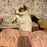 dog, sleeping, indoor, rug, patterned_rug, human_feet, blanket, pink_blanket, floor, wooden_floor, paw, resting, relaxation, pet, animal, cozy, casual, home, comfort, legs