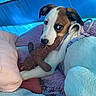 dog, puppy, plush_toy, blue_tent, blanket, pillow, fur, pet, cute, indoor, animal, resting, laying_down, white_fur, brown_fur, harness, soft_texture, cozy, playful, looking