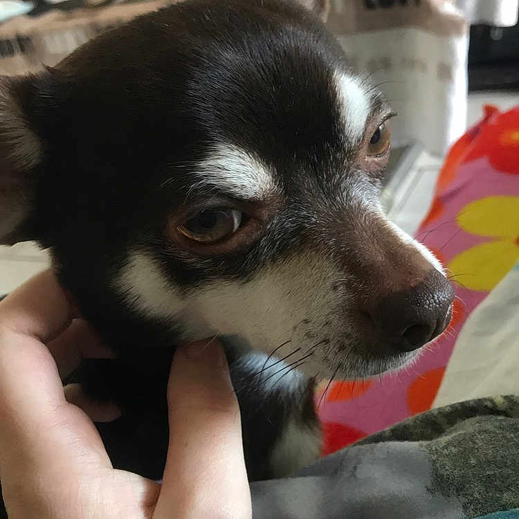 Pepito