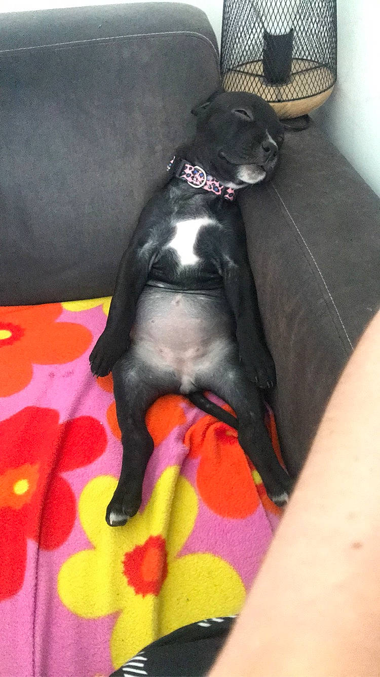 Chanel participe au concours pour gagner de l'argent avec cette photo : carnivore, collar, comfort, companion_dog, couch, dog, dog_breed, dog_collar, dog_supply, fawn, flooring, fur, guard_dog, hat, human_leg, paw, pet_supply, sun_hat, tail, working_animal