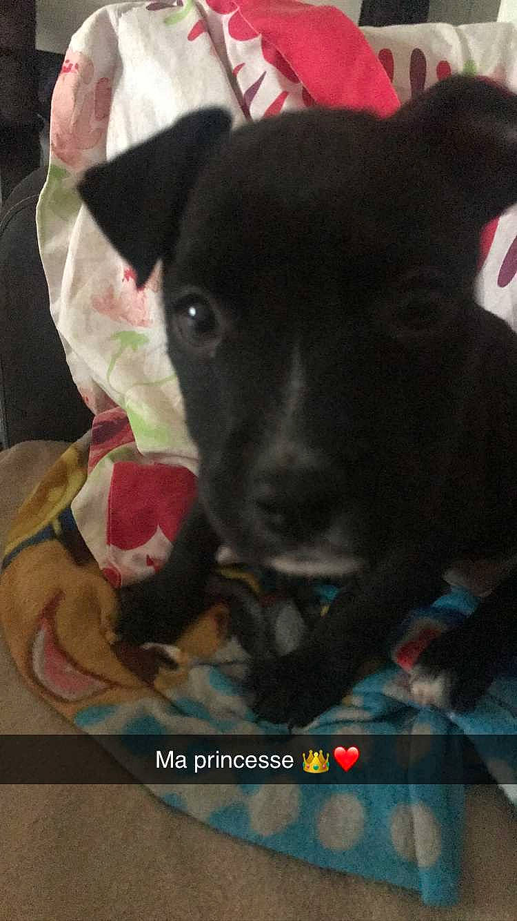 Chanel a rejoint le concours — aidez-le/la à gagner de superbes lots ! borador, canidae, carmine, carnivore, collar, comfort, companion_dog, dog, dog_breed, dog_supply, ear, fawn, fur, pet_supply, snout, sporting_group, terrestrial_animal, toy_dog, whiskers, working_animal