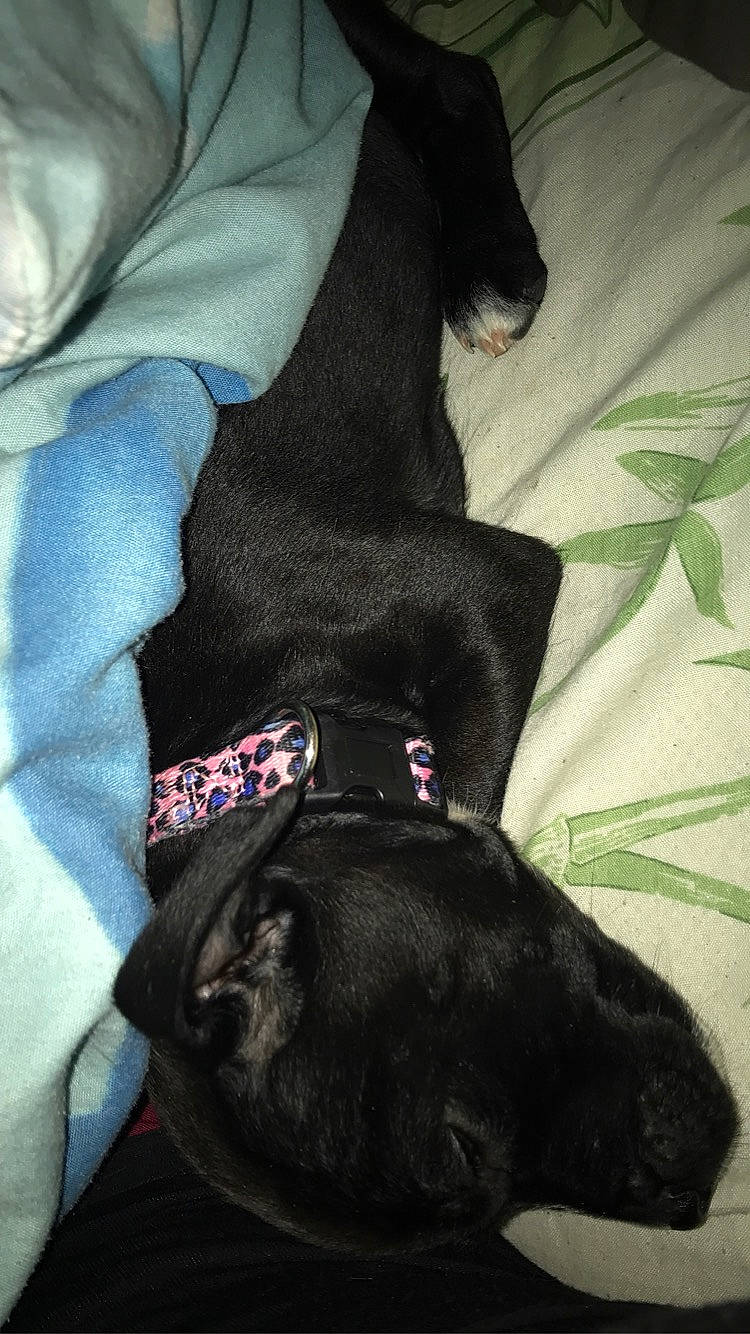 Chanel a rejoint le concours — aidez-le/la à gagner de superbes lots ! canidae, carnivore, comfort, companion_dog, dog, dog_breed, electric_blue, fashion_accessory, felidae, fur, guard_dog, human_leg, leash, linens, small_to_medium_sized_cats, snout, sporting_group, tail, toy_dog, whiskers