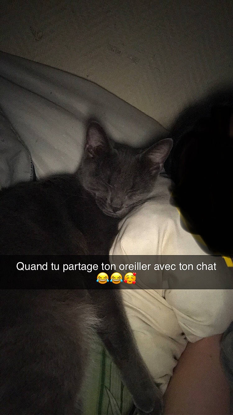 Mimine participe au concours pour gagner de l'argent avec cette photo : abdomen, carnivore, cat, comfort, darkness, elbow, felidae, font, fur, gesture, grey, leg, photo_caption, sitting, sleeve, small_to_medium_sized_cats, t_shirt, thigh, trunk, whiskers