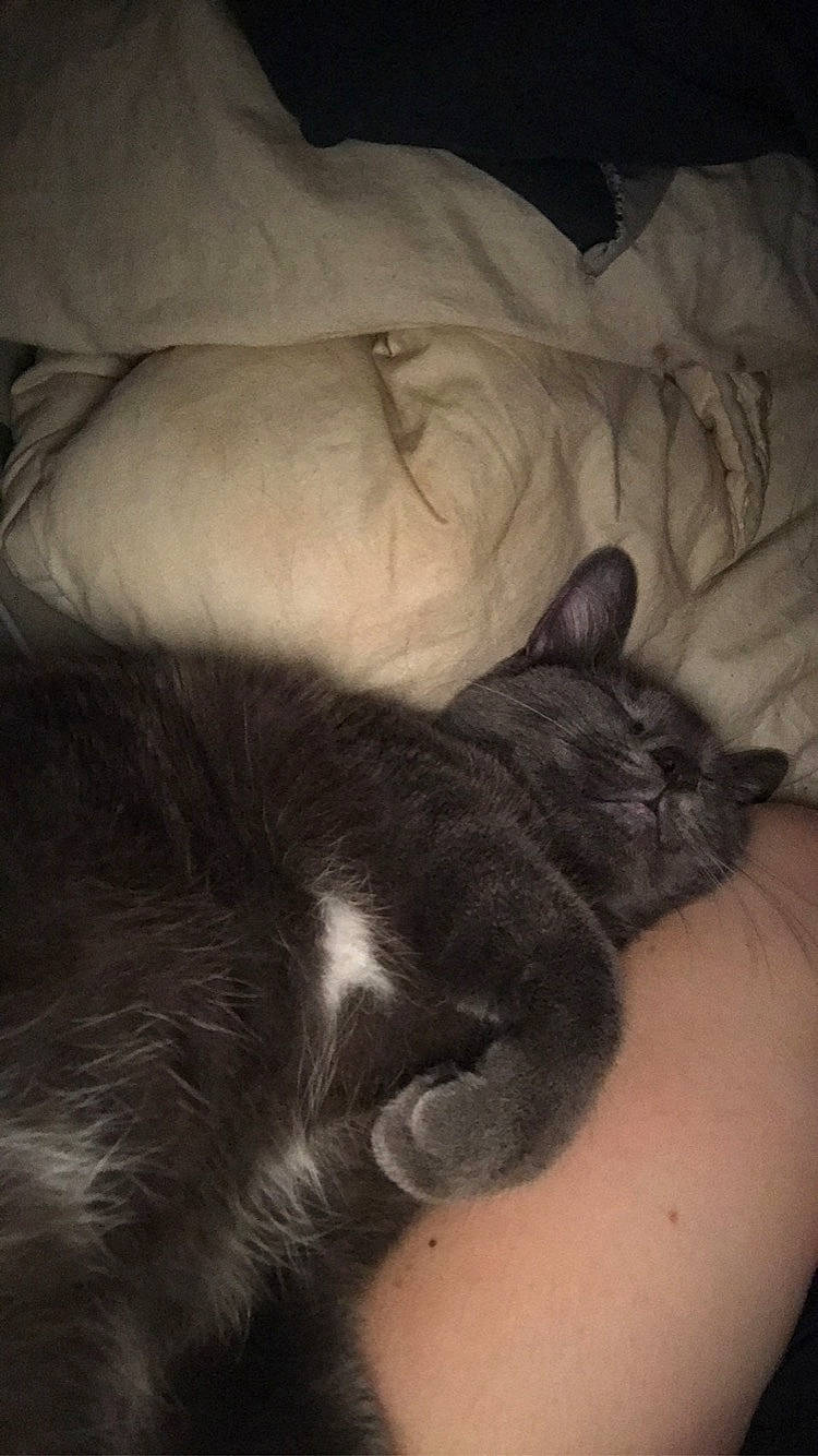 Mimine participe au concours pour gagner de l'argent avec cette photo : black_cat, carnivore, cat, claw, cloud, comfort, darkness, domestic_short_haired_cat, ear, felidae, fur, grey, human_leg, leg, paw, small_to_medium_sized_cats, snout, tail, thigh, whiskers