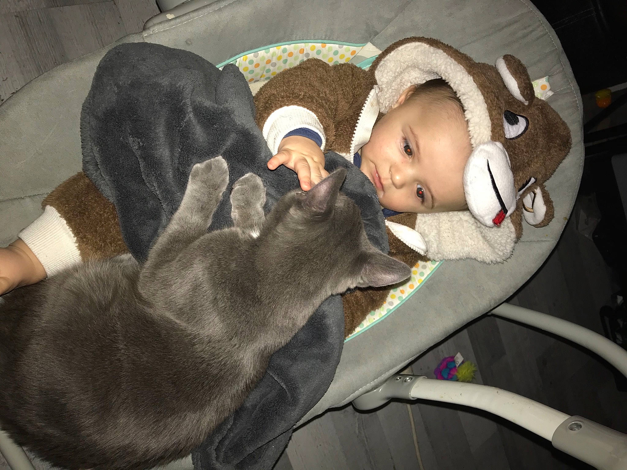 Mimine participe au concours pour gagner de l'argent avec cette photo : auto_part, baby, baby_carriage, baby_products, car_seat, carnivore, comfort, companion_dog, couch, dog_breed, felidae, fun, hat, lap, mouth, sitting, small_to_medium_sized_cats, steering_wheel, stuffed_toy, toddler