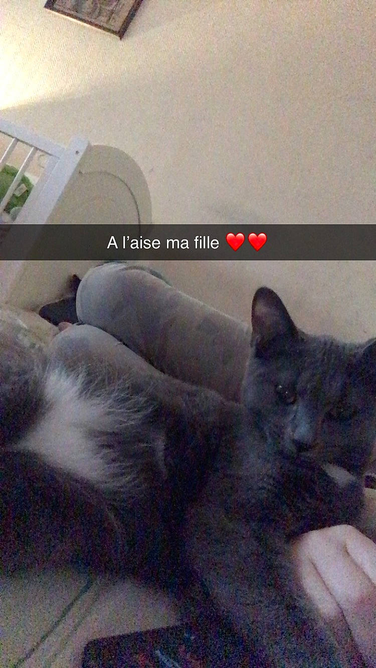 Mimine a rejoint le concours — aidez-le/la à gagner de superbes lots ! black_cat, carnivore, cat, chartreux, comfort, domestic_short_haired_cat, felidae, font, fur, grey, mammal, photo_caption, russian_blue, small_to_medium_sized_cats, snout, tail, terrestrial_animal, vertebrate, whiskers, window