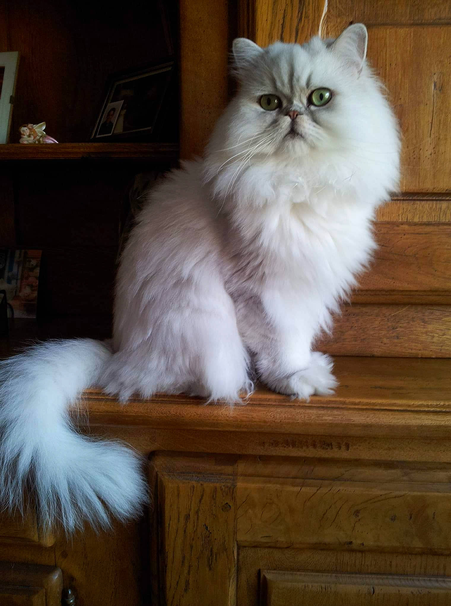 Helios a rejoint le concours — aidez-le/la à gagner de superbes lots ! british_longhair, carnivore, cat, comfort, fawn, felidae, fur, hardwood, mammal, natural_material, persian, plant, small_to_medium_sized_cats, tail, terrestrial_animal, vertebrate, whiskers, wood, wood_stain