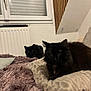 black_cat, cat, pet, indoor, bed, blanket, pillow, furniture, window, radiator, cozy, resting, fur, collar, charm, domestic_animal, animal, relaxing, two_cats, home