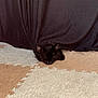 Twyla participe au concours pour gagner de l'argent avec cette photo : cat, black_cat, curtain, carpet, indoor, sleeping, resting, pet, animal, cozy, shadow, soft_texture, patterned_rug, feline, quiet, hidden, cute, relaxing, domestic_animal, napping