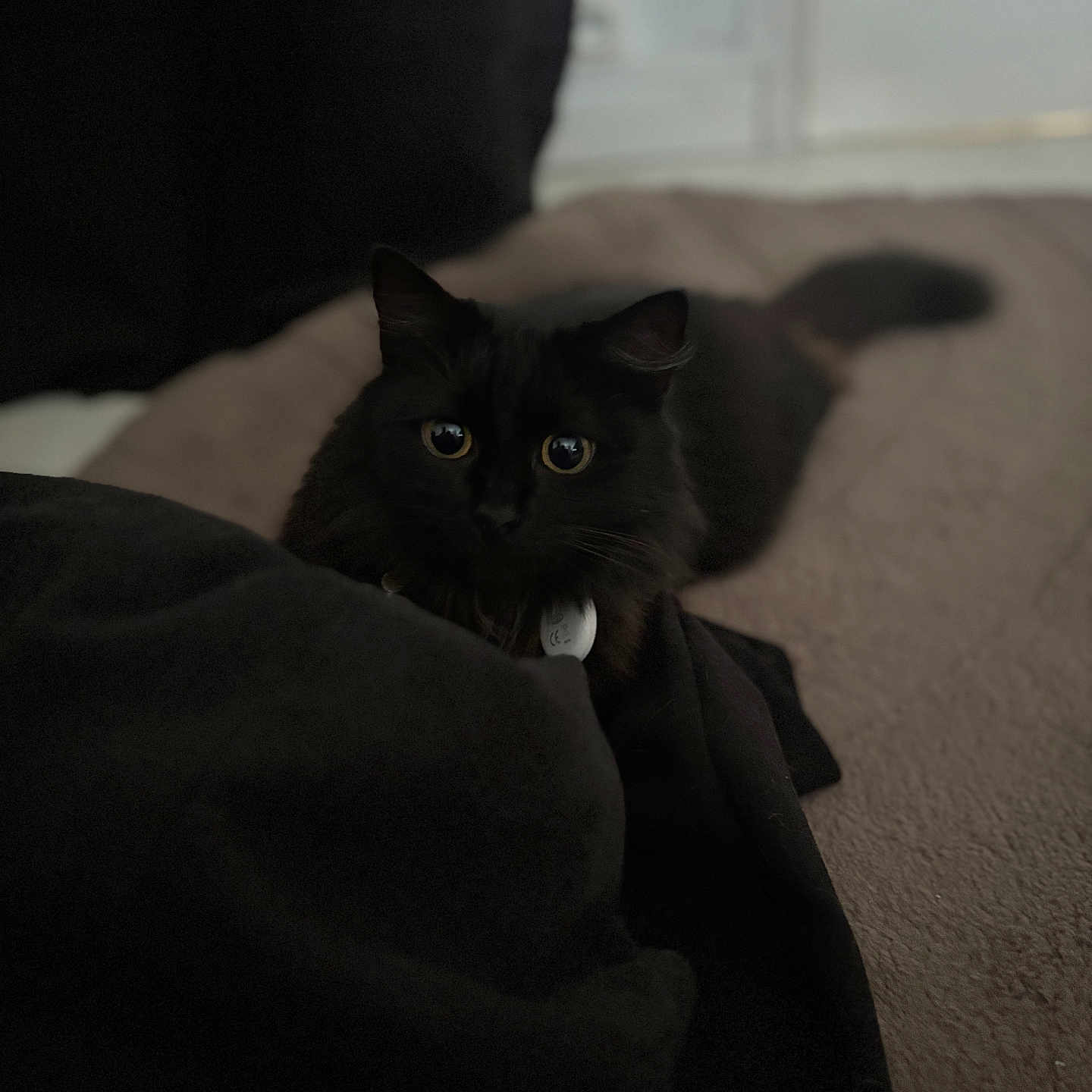 Twyla participe au concours pour gagner de l'argent avec cette photo : animal, bed, black_cat, blanket, cat, companion, cozy, curious, cute, domestic_animal, eyes, feline, fur, indoor, pet, relaxed, resting, shadow, soft, whiskers