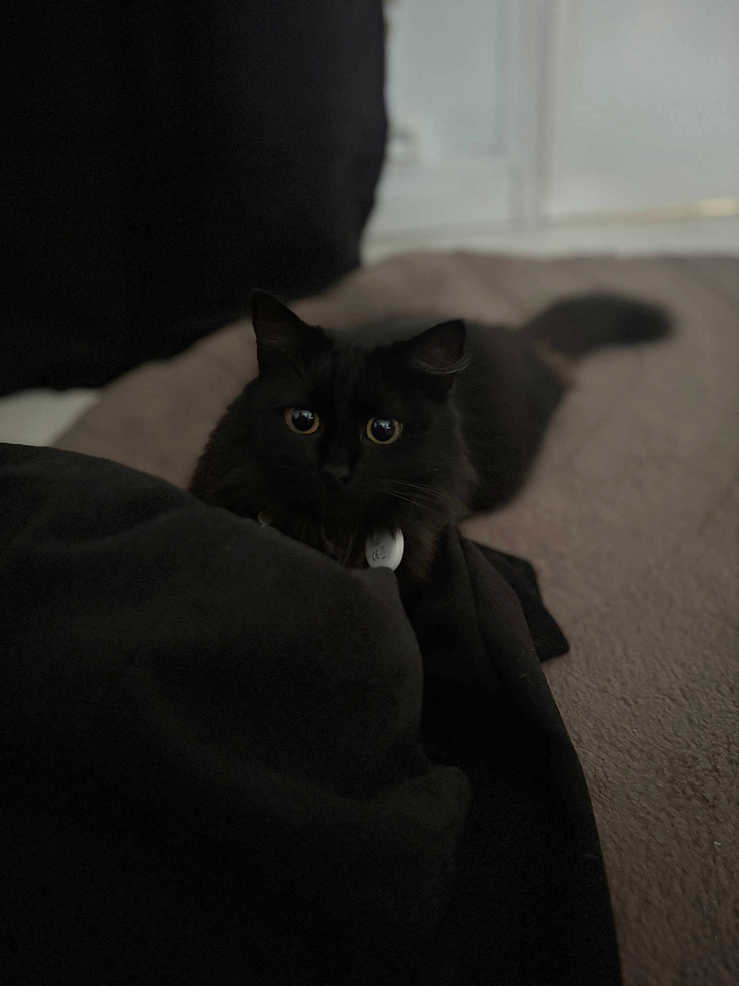 Twyla participe au concours pour gagner de l'argent avec cette photo : cat, black_cat, pet, animal, indoor, blanket, bed, curious, fur, whiskers, eyes, cozy, resting, soft, feline, cute, companion, domestic_animal, shadow, relaxed