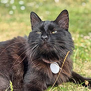 Twyla participe au concours pour gagner de l'argent avec cette photo : cat, black_cat, animal, pet, collar, tag, fur, whiskers, grass, outdoor, nature, relaxed, closeup, fluffy, mammal, lying_down, sunlight, blurred_background, cute, portrait