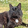 cat, black_cat, animal, pet, collar, tag, fur, whiskers, grass, outdoor, nature, relaxed, closeup, fluffy, mammal, lying_down, sunlight, blurred_background, cute, portrait