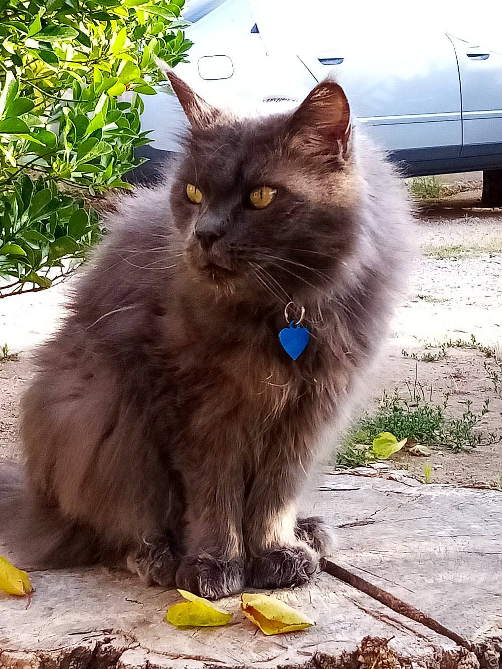 Fantasio participe au concours pour gagner de l'argent avec cette photo : asphalt, british_longhair, carnivore, cat, claw, electric_blue, fawn, felidae, fur, grass, iris, paw, plant, road_surface, sitting, small_to_medium_sized_cats, snout, tail, terrestrial_animal, whiskers
