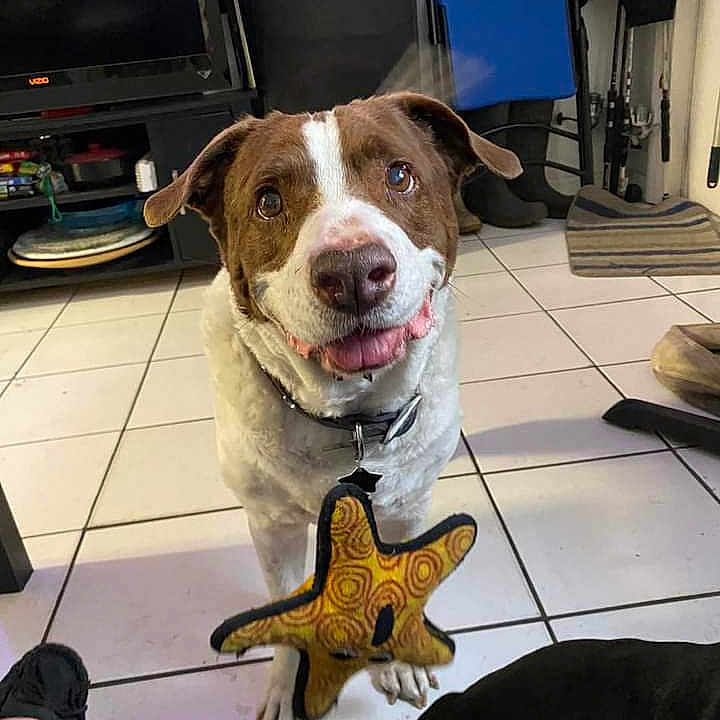Marshy is registered to the contest to win money with this photo: black_dog, boots, brown_and_white_dog, chair, collar, dog, floor, furniture, happy, indoor, mat, person_feet, pet, shelf, smiling, star_shaped_toy, table, television, tile_floor, toy