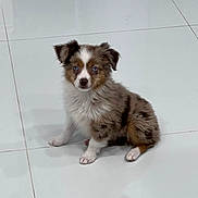 Athena is registered to the contest to win money with this photo: puppy, dog, blue_eyes, fluffy, sitting, white_floor, tile, indoor, cute, pet, small, young, fur, animal, domestic_animal, adorable, looking, ears, front_paws, companion