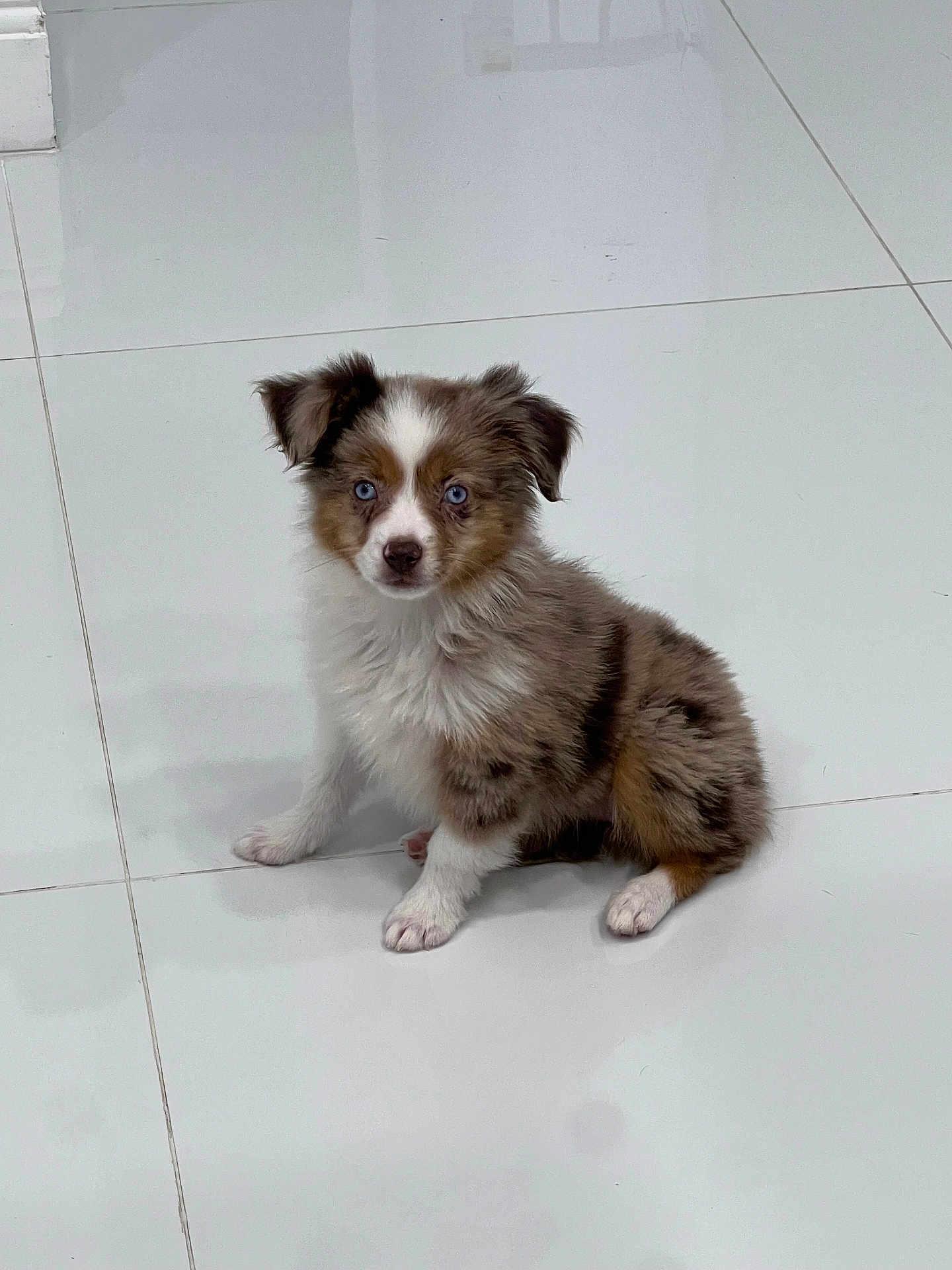 Athena is registered to the contest to win money with this photo: puppy, dog, blue_eyes, fluffy, sitting, white_floor, tile, indoor, cute, pet, small, young, fur, animal, domestic_animal, adorable, looking, ears, front_paws, companion