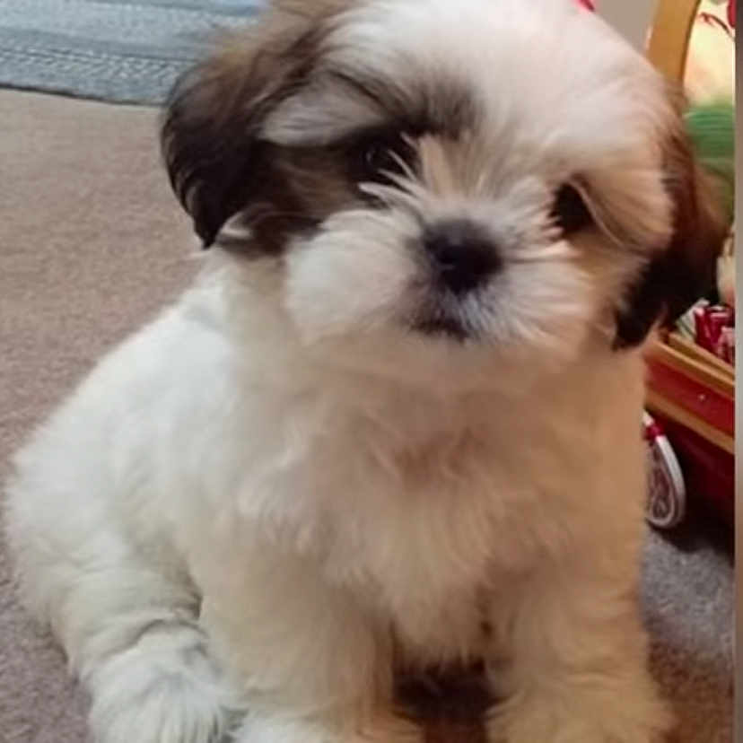 Liam R is registered to the contest to win money with this photo: adorable, animal, brown, canine, carpet, companion, curious, cute, dog, domestic, face, fluffy, furry, indoor, pet, puppy, sitting, small, white, young