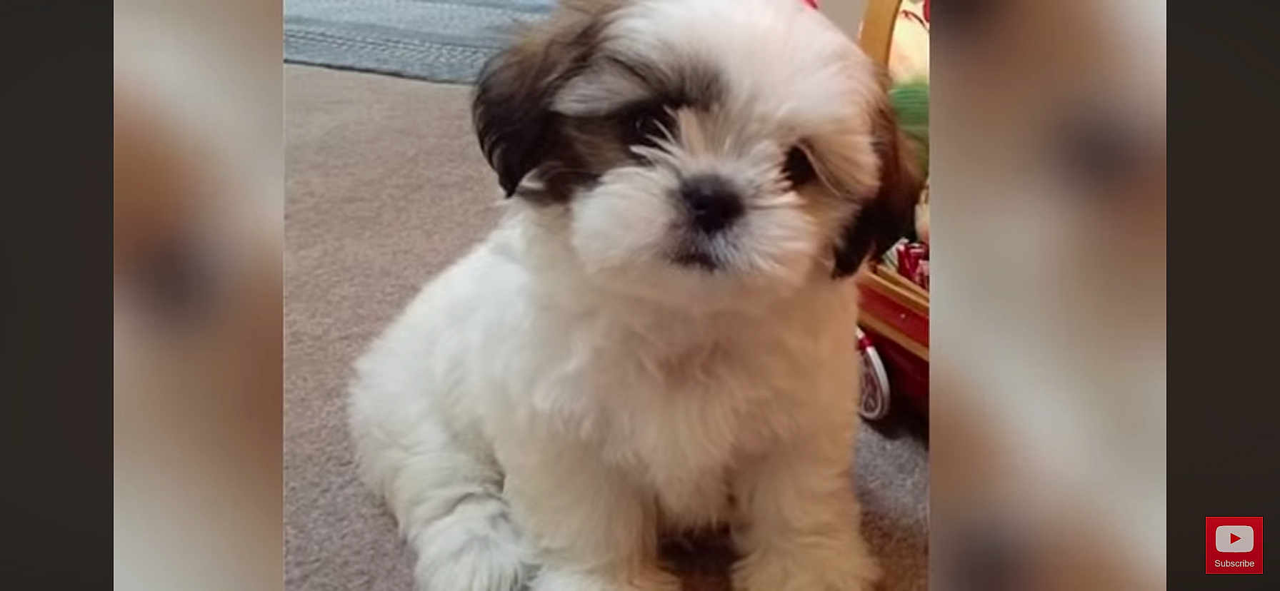 Liam R is registered to the contest to win money with this photo: puppy, dog, fluffy, white, brown, carpet, indoor, pet, cute, young, animal, sitting, furry, face, small, adorable, companion, canine, domestic, curious