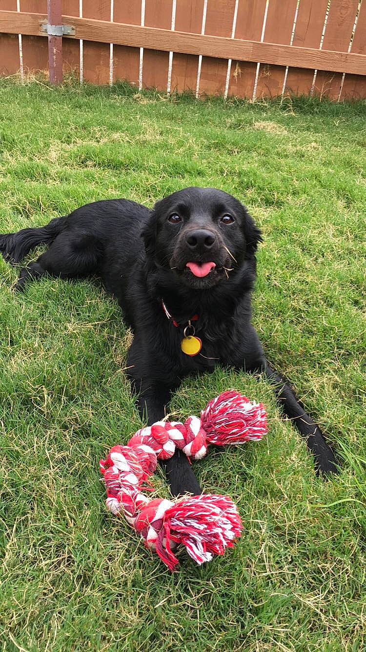 Guss joined the competition — help win amazing prizes! canidae, carnivore, companion_dog, croatian_sheepdog, dog, dog_breed, flat_coated_retriever, german_spaniel, grass, hunting_dog, mammal, plant, rare_breed_dog, retriever, spaniel, sporting_group, vertebrate