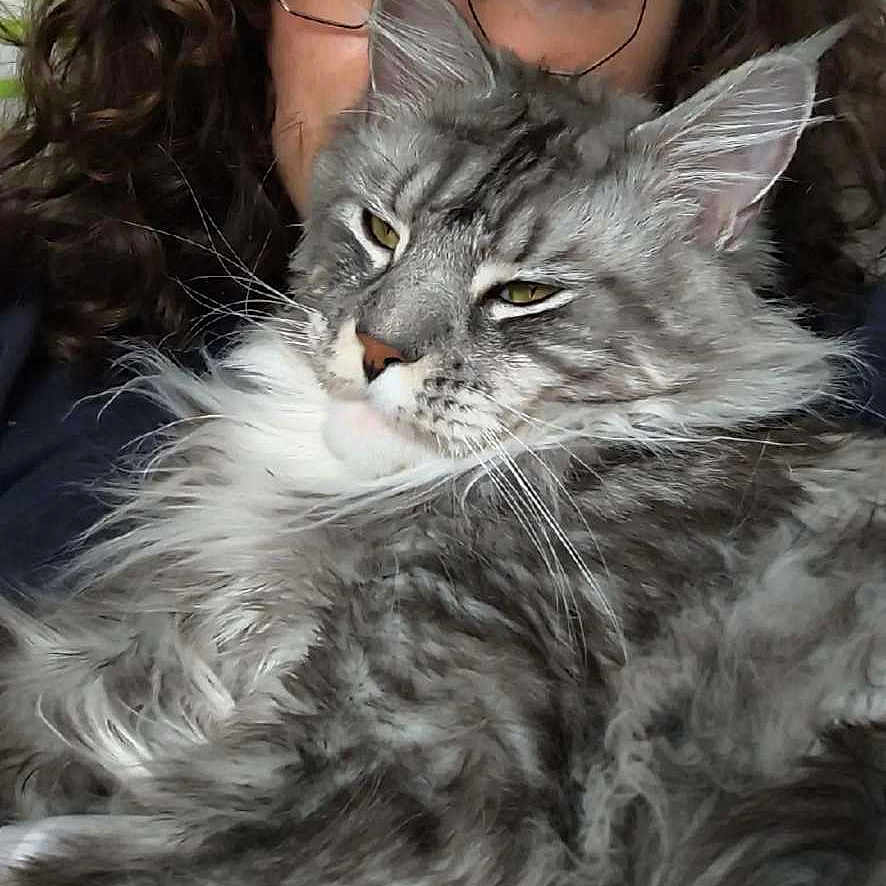 Thayo a rejoint le concours — aidez-le/la à gagner de superbes lots ! animal, casual, cat, close_up, companion, cuddle, curly_hair, eyewear, face, feline, fluffy_cat, glasses, gray_cat, hair, indoor, person, pet, portrait, relaxed, sleepy