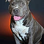 dog, pitbull, smiling, tongue_out, gray_fur, white_fur, pet, animal, portrait, sitting, ears, cute, happy, indoor, closeup, friendly, canine, fur, muzzle, bright_eyes