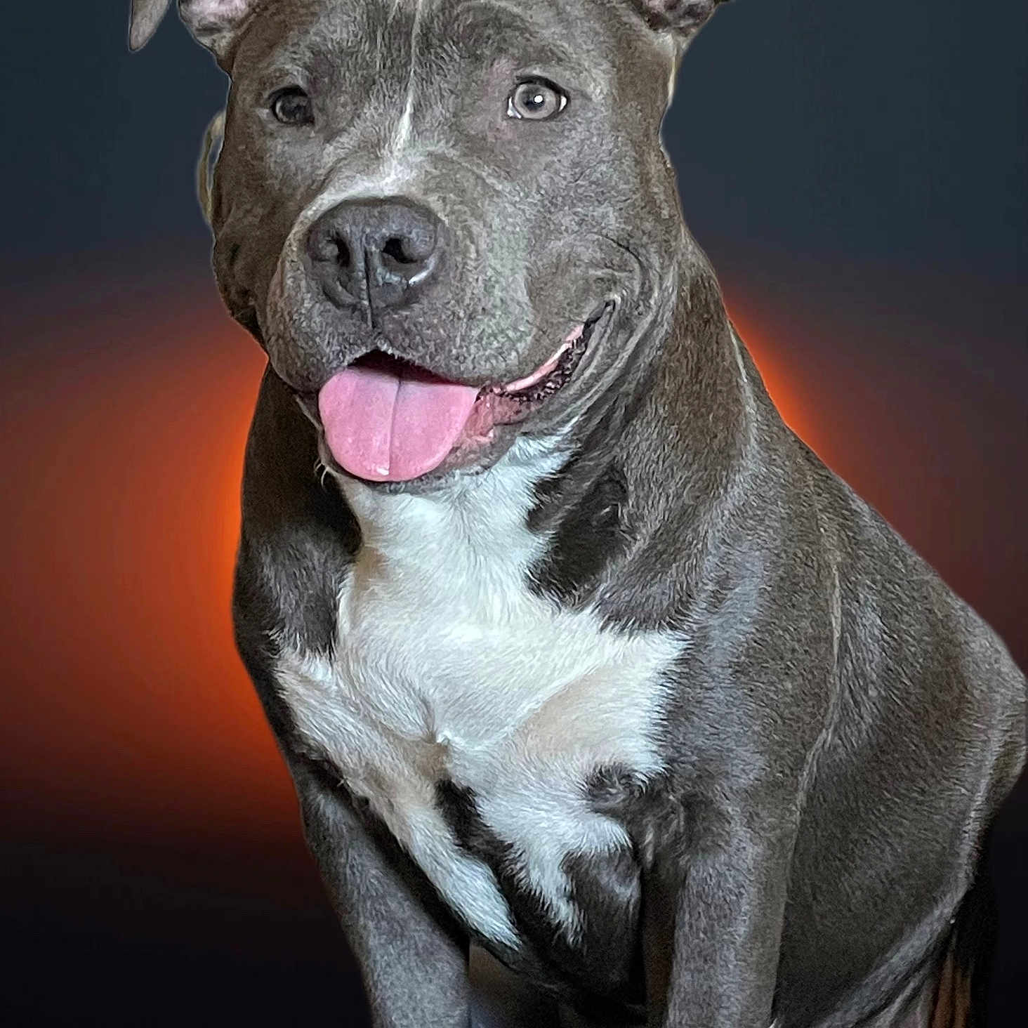 Vinny participe au concours pour gagner de l'argent avec cette photo : animal, bright_eyes, canine, closeup, cute, dog, ears, friendly, fur, gray_fur, happy, indoor, muzzle, pet, pitbull, portrait, sitting, smiling, tongue_out, white_fur