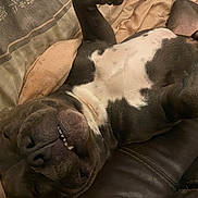 Vinny participe au concours pour gagner de l'argent avec cette photo : dog, pet, sleeping, blanket, couch, relaxed, indoor, smile, teeth, fur, paw, comfort, brown, white, black, canine, resting, cozy, home, animal