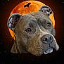 Vinny a rejoint le concours — aidez-le/la à gagner de superbes lots ! dog, pitbull, moon, full_moon, bat, night, spooky, halloween, animal_head, portrait, dark_background, stars, silhouette, branches, orange, black, superimposed, closeup, canine, animal
