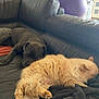 Flocon participe au concours pour gagner de l'argent avec cette photo : cat, dog, couch, leather, blanket, sleeping, pet, indoor, fluffy, relaxing, furry, exercise_ball, resting, animal, home, cozy, companion, nap, fur, black