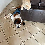 Flocon a rejoint le concours — aidez-le/la à gagner de superbes lots ! cat, dog, saint_bernard, brown_leather_couch, tiled_floor, indoor, relaxing, pet, fur, resting, animal, companion, floor, armrest, large_dog, fluffy_cat, domestic, calm, lazy, cozy