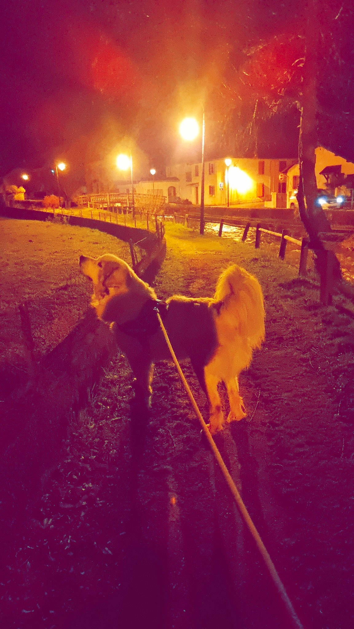 Taz participe au concours pour gagner de l'argent avec cette photo : amber, carnivore, companion_dog, dog, dog_breed, fawn, heat, lens_flare, light, mammal, midnight, morning, shadow, snow, street_light, tints_and_shades, tree, vertebrate, winter, working_animal