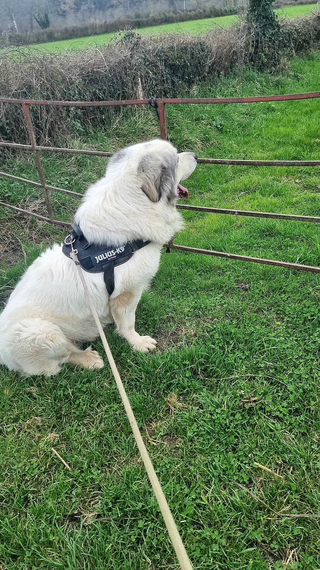 Taz participe au concours pour gagner de l'argent avec cette photo : canidae, carnivore, collar, companion_dog, dog, dog_breed, dog_collar, dog_supply, fashion_accessory, fence, fur, grass, grassland, gun_dog, leash, pet_supply, plant, sporting_group, tail, working_animal