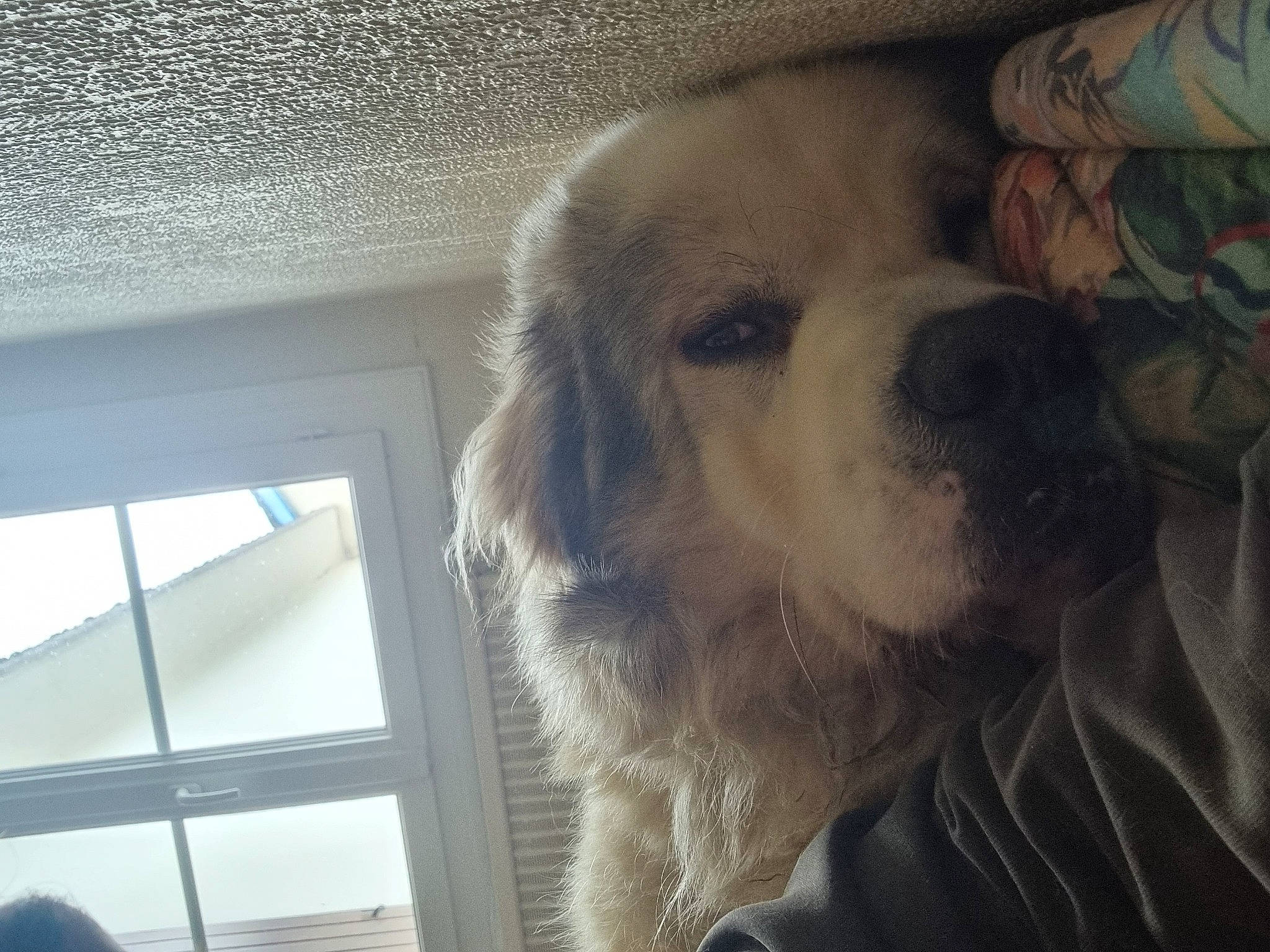 Taz participe au concours pour gagner de l'argent avec cette photo : canidae, carnivore, cloud, comfort, companion_dog, dog, dog_breed, fawn, fur, polish_tatra_sheepdog, puppy_love, retriever, sky, snout, sporting_group, whiskers, window