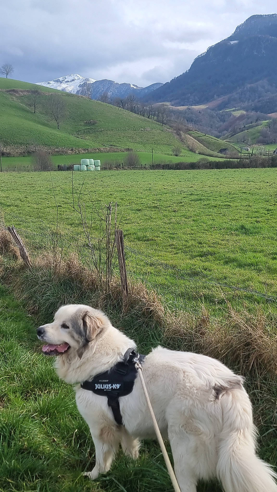 Taz participe au concours pour gagner de l'argent avec cette photo : carnivore, cloud, collar, companion_dog, dog, dog_breed, dog_collar, fawn, grass, grassland, landscape, leash, mountain, mountain_range, natural_landscape, pet_supply, plant, sky, tree, working_animal