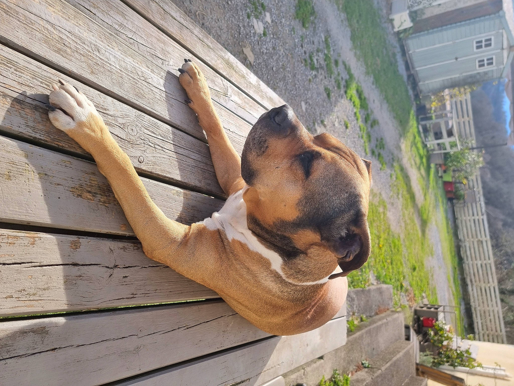 Jack a rejoint le concours — aidez-le/la à gagner de superbes lots ! canidae, carnivore, collar, companion_dog, dog, dog_breed, dog_collar, dog_supply, fawn, hardwood, paw, pet_supply, plant, snout, sporting_group, terrestrial_animal, wood, working_animal, working_dog, wrinkle