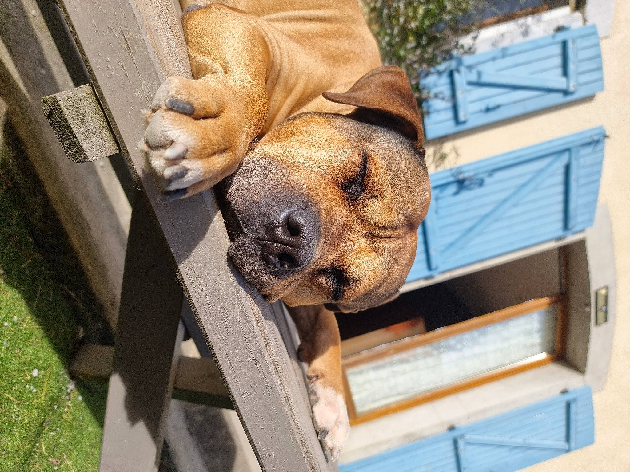 Jack participe au concours pour gagner de l'argent avec cette photo : canidae, carnivore, collar, companion_dog, dog, dog_breed, dog_collar, dog_supply, door, fawn, liver, pet_supply, sculpture, shar_pei, snout, sporting_group, terrestrial_animal, wood, working_animal, wrinkle