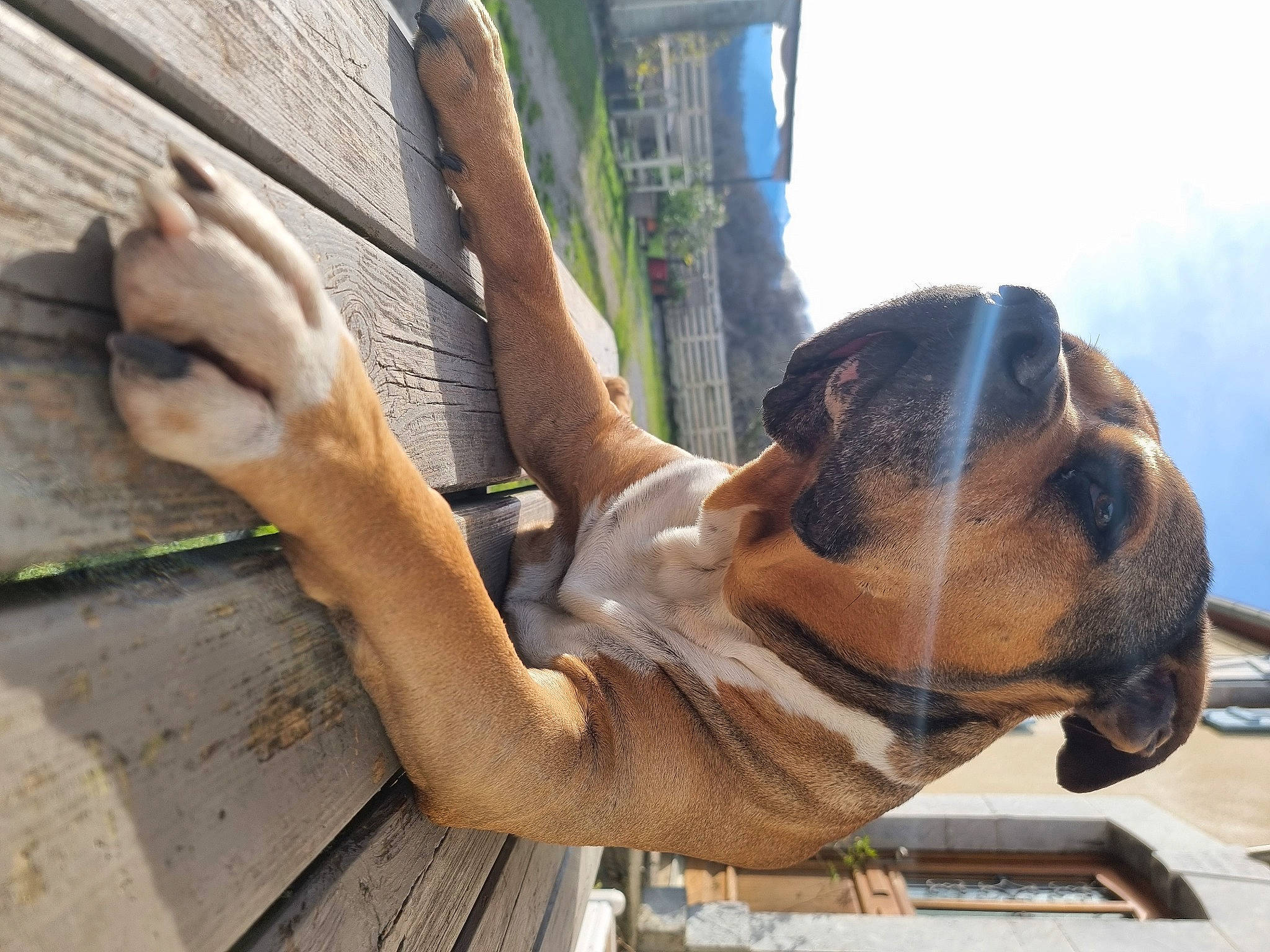 Jack participe au concours pour gagner de l'argent avec cette photo : art, carnivore, companion_dog, dog, dog_breed, fawn, foot, human_leg, leisure, monument, plant, sculpture, sky, snout, sporting_group, tail, tree, water, wood, working_animal