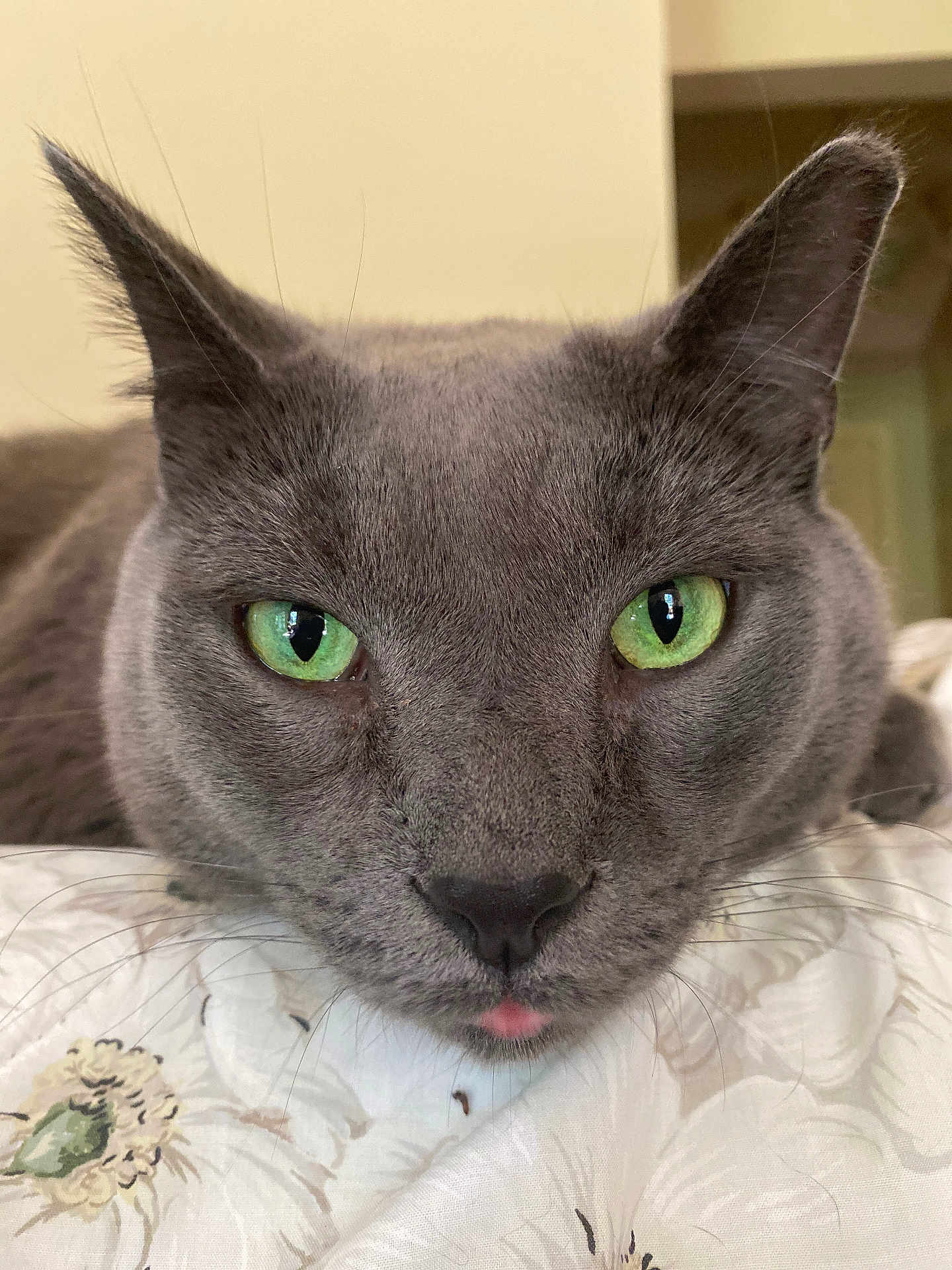 Jasper joined the competition — help win amazing prizes! cat, gray_cat, green_eyes, close_up, whiskers, ears, nose, tongue, fur, pet, indoor, portrait, bed, blanket, resting, face, feline, cute, macro, domestic