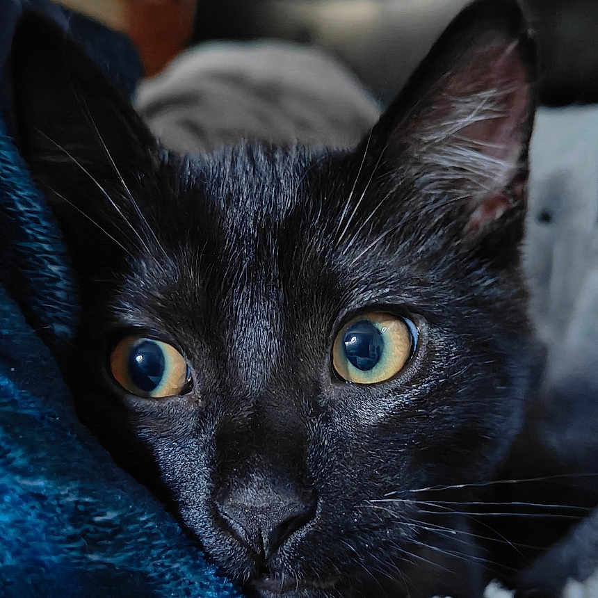 Rysha joined the competition — help win amazing prizes! animal, black_cat, blanket, cat, close_up, cozy, curious, cute, domestic_animal, ears, eyes, feline, fur, indoor, pet, portrait, resting, sleepy, soft_texture, whiskers