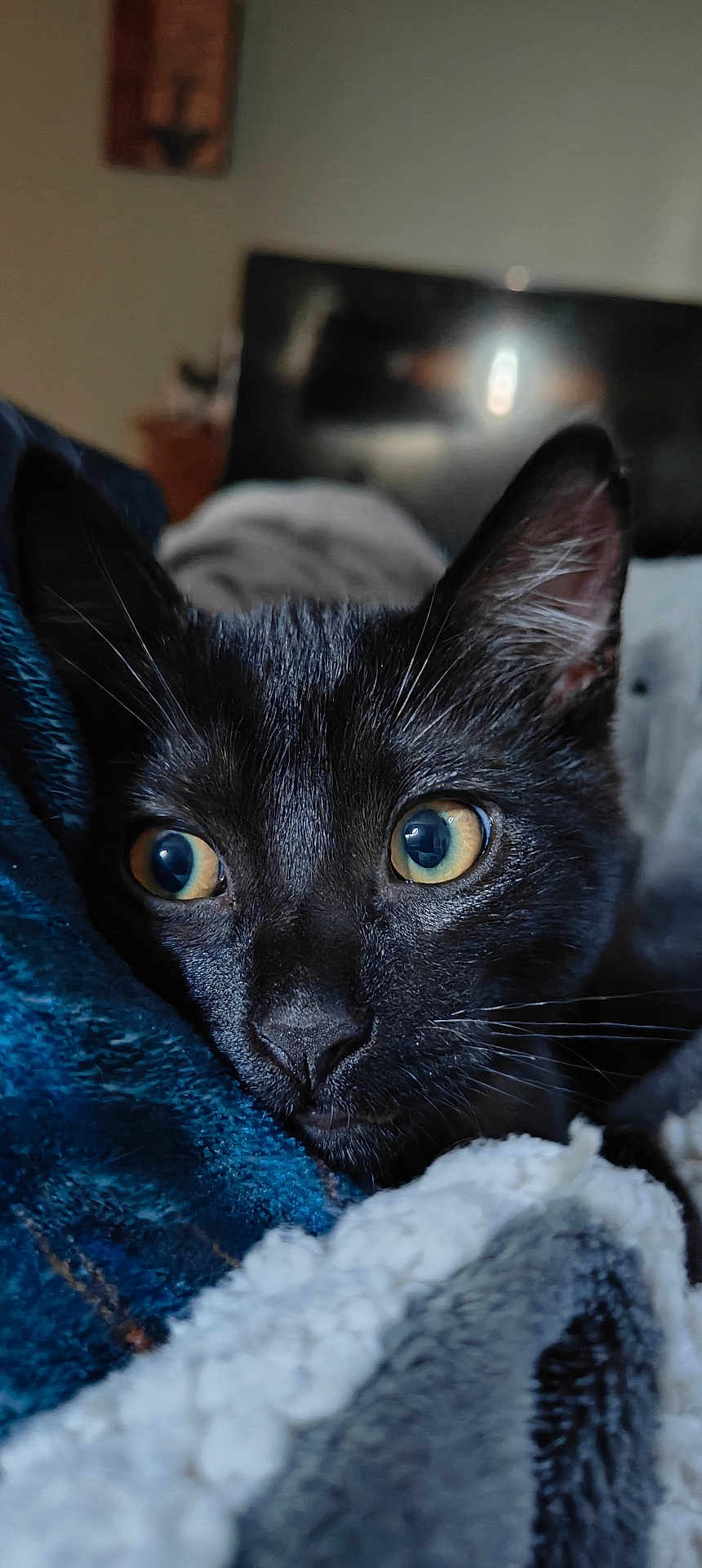 Rysha joined the competition — help win amazing prizes! cat, black_cat, close_up, animal, pet, feline, eyes, whiskers, ears, blanket, cozy, indoor, soft_texture, resting, curious, domestic_animal, sleepy, portrait, fur, cute