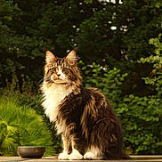 Yuki a rejoint le concours — aidez-le/la à gagner de superbes lots ! cat, long_hair, outdoor, greenery, bowl, sitting, pet, animal, fur, nature, wooden_surface, calm, majestic, domestic_cat, whiskers, ears, tail, eyes, portrait, feline