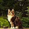 cat, long_hair, outdoor, greenery, bowl, sitting, pet, animal, fur, nature, wooden_surface, calm, majestic, domestic_cat, whiskers, ears, tail, eyes, portrait, feline