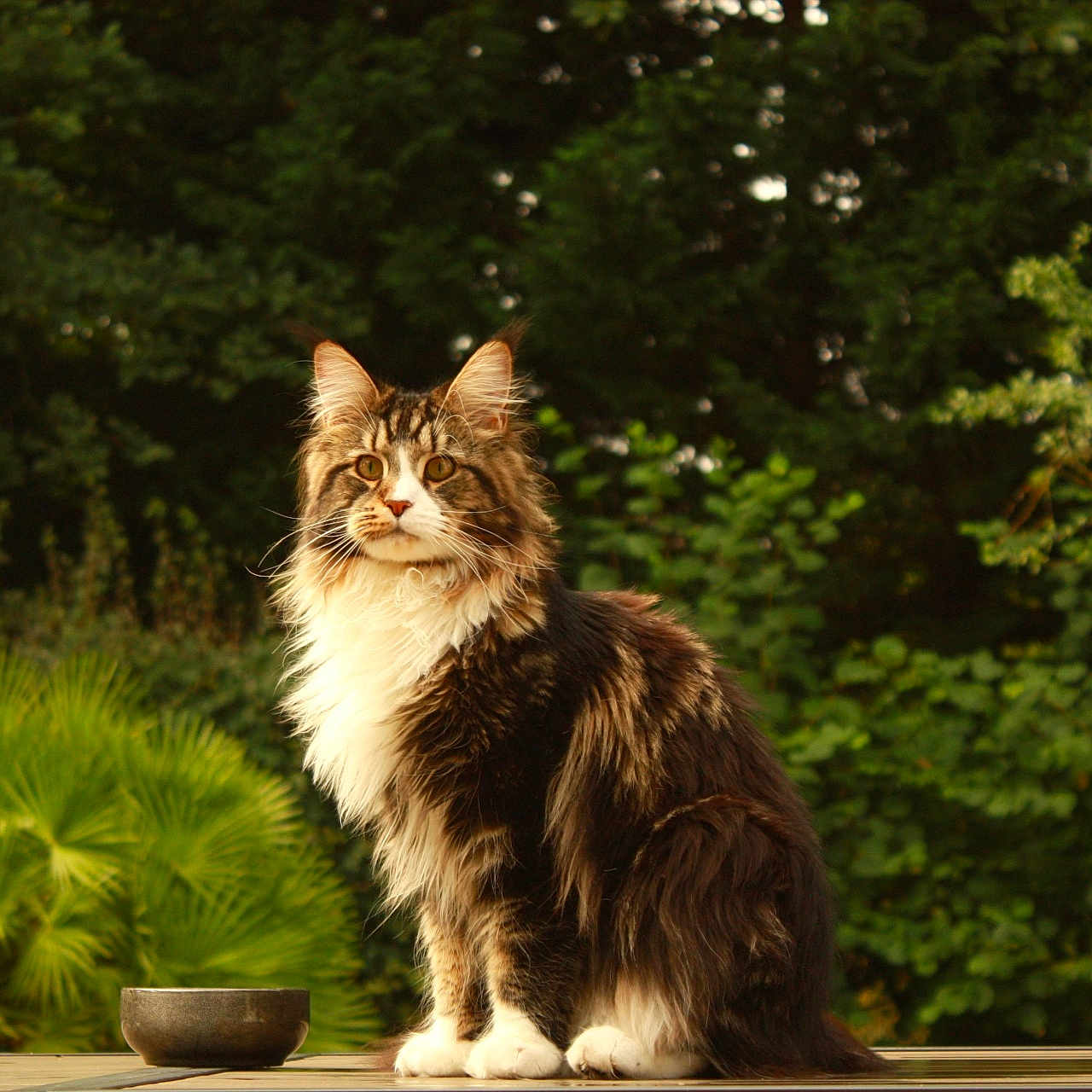 Yuki a rejoint le concours — aidez-le/la à gagner de superbes lots ! cat, long_hair, outdoor, greenery, bowl, sitting, pet, animal, fur, nature, wooden_surface, calm, majestic, domestic_cat, whiskers, ears, tail, eyes, portrait, feline