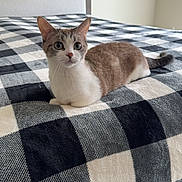 Freya is registered to the contest to win money with this photo: cat, bed, checkered_bedspread, indoor, feline, animal, pet, resting, alert, curious, whiskers, ears, tail, fur, domestic_cat, home, cozy, quiet, soft_light, neutral_colors